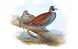 H  Bronze wing Bird_OSG